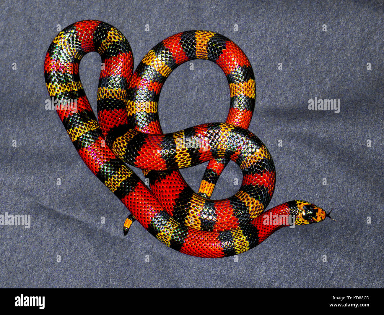 Rot und gelb gestreifte Schlange auf grauem Hintergrund Stockfotografie -  Alamy