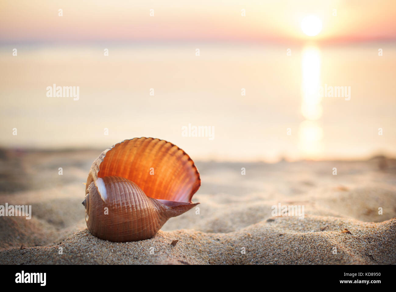 Muschel am Strand bei Sonnenuntergang Stockfoto