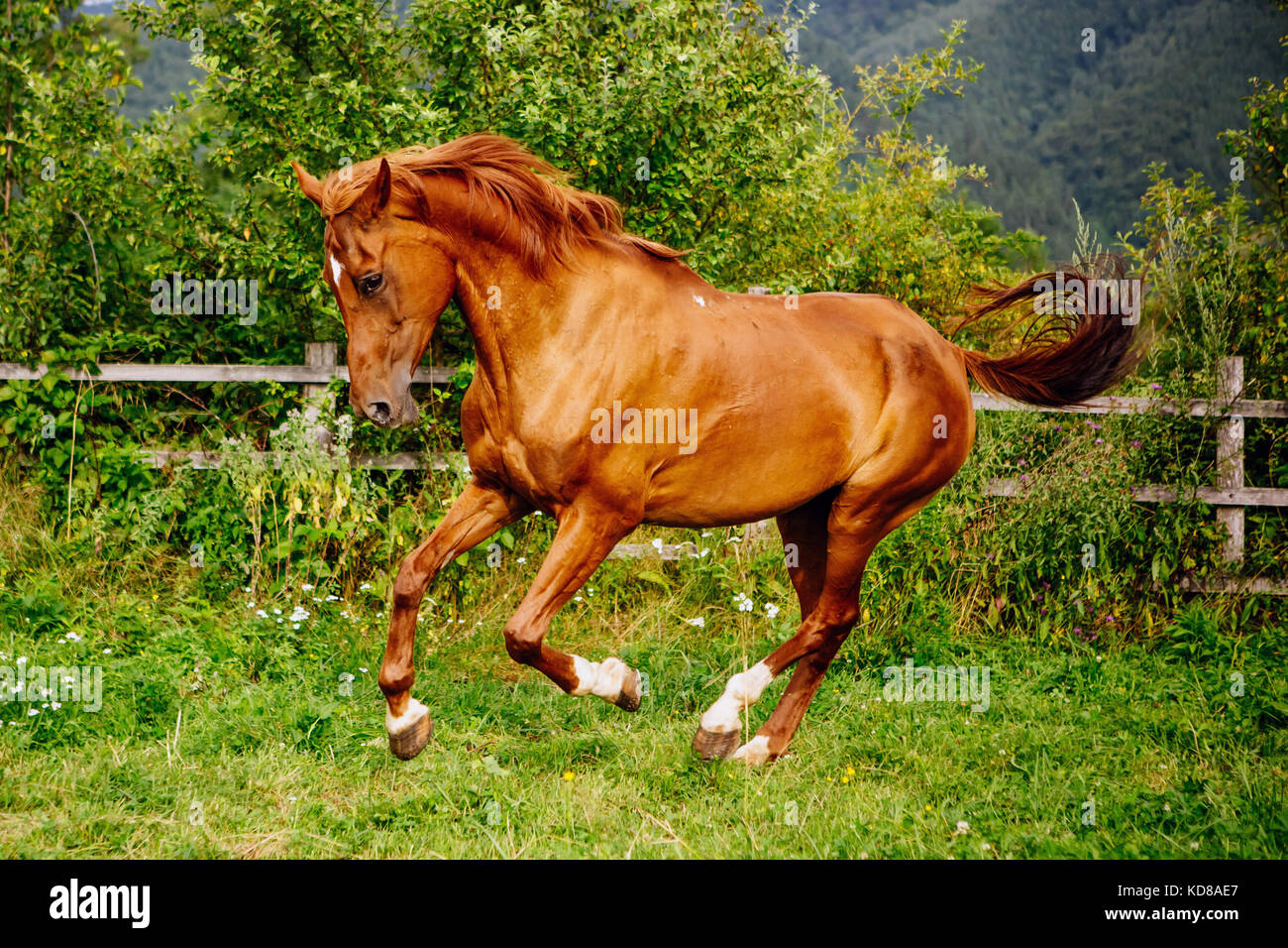 Kastanie Arab Pferd im Feld, Brasov, Rumänien Stockfoto