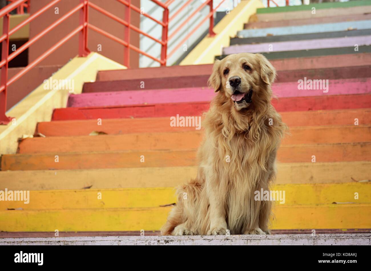 Golden Retriever Hund sitzt auf mehrfarbigen Treppe Stockfoto