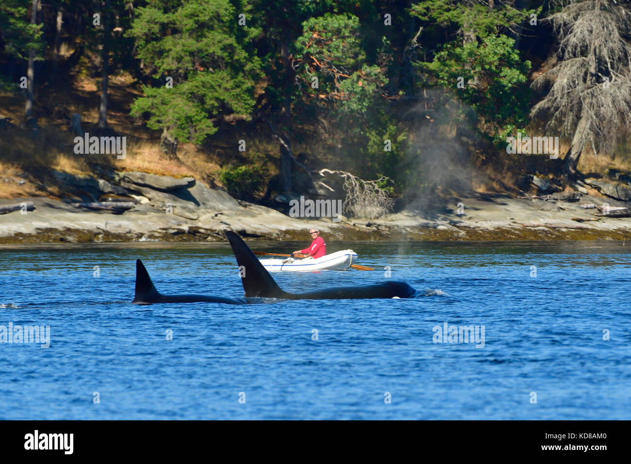 Ein Mann in einem Gummiboot, der eine Mutter Orca (Orcinus Orca) mit einem Baby in einer Bucht nahe Vancouver Island B.C. vorbeischaut Stockfoto