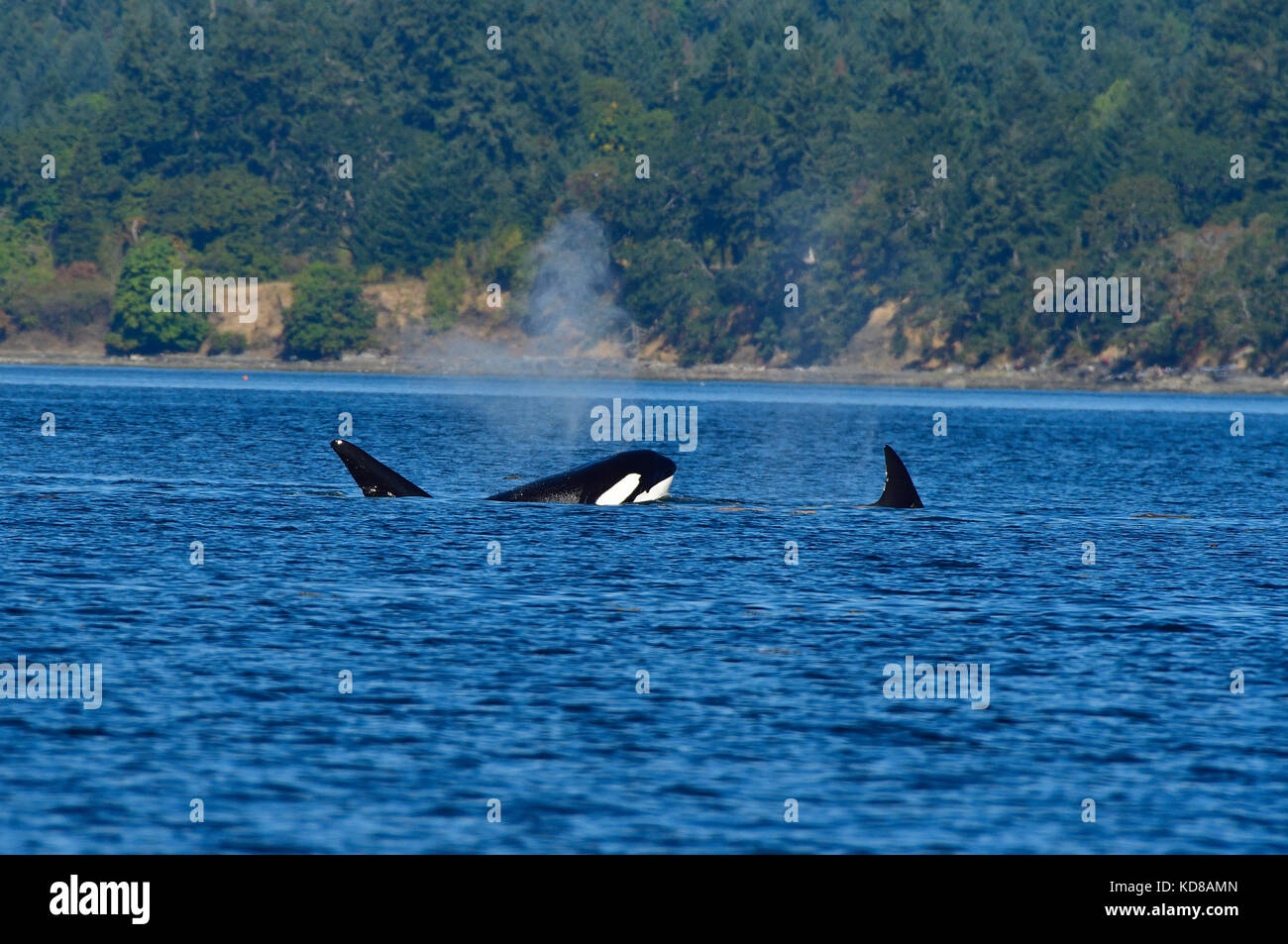 Einen pod Der Schwertwal (Orcinus orca) Schwimmen in den Küstengewässern in der Nähe von Vancouver Island, B.C. Stockfoto