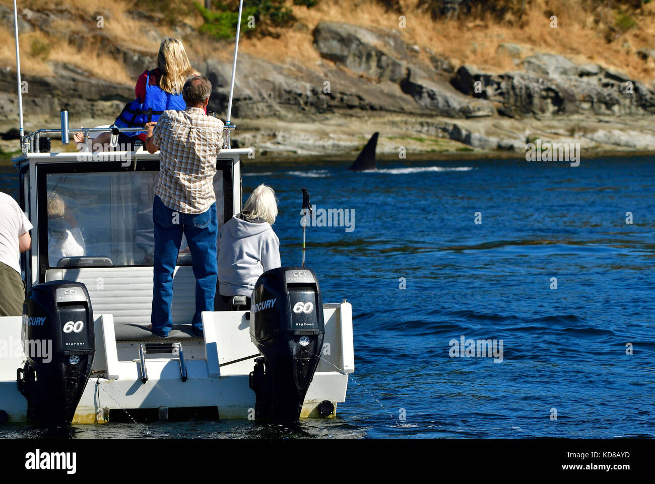 Nautiker ein pod von wilden Orcas schwimmen in der Nähe von Vancouver Island, British Columbia, Kanada. Stockfoto