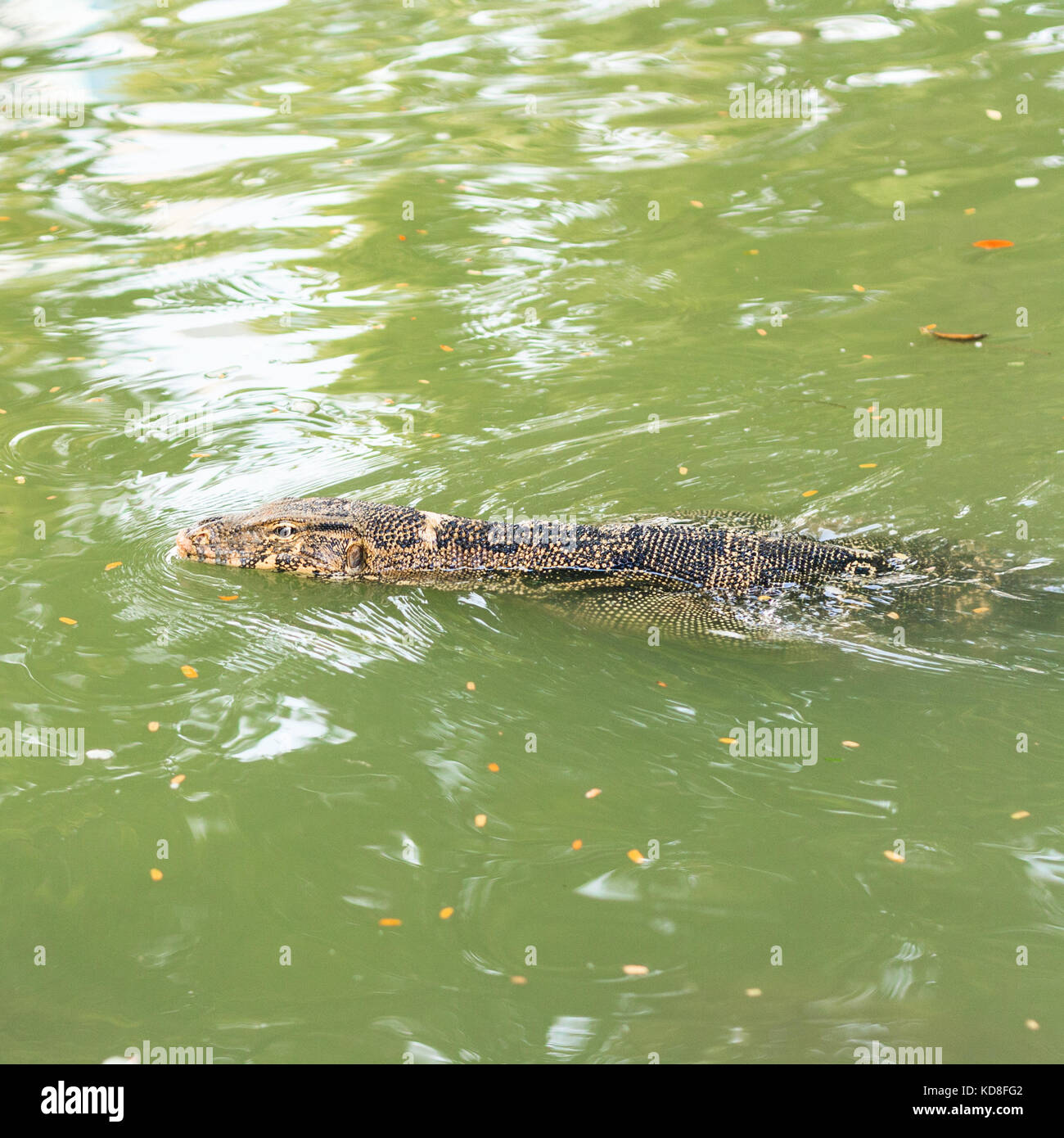 Wasser monitor Schwimmen im Teich, varanus Salvator Stockfoto