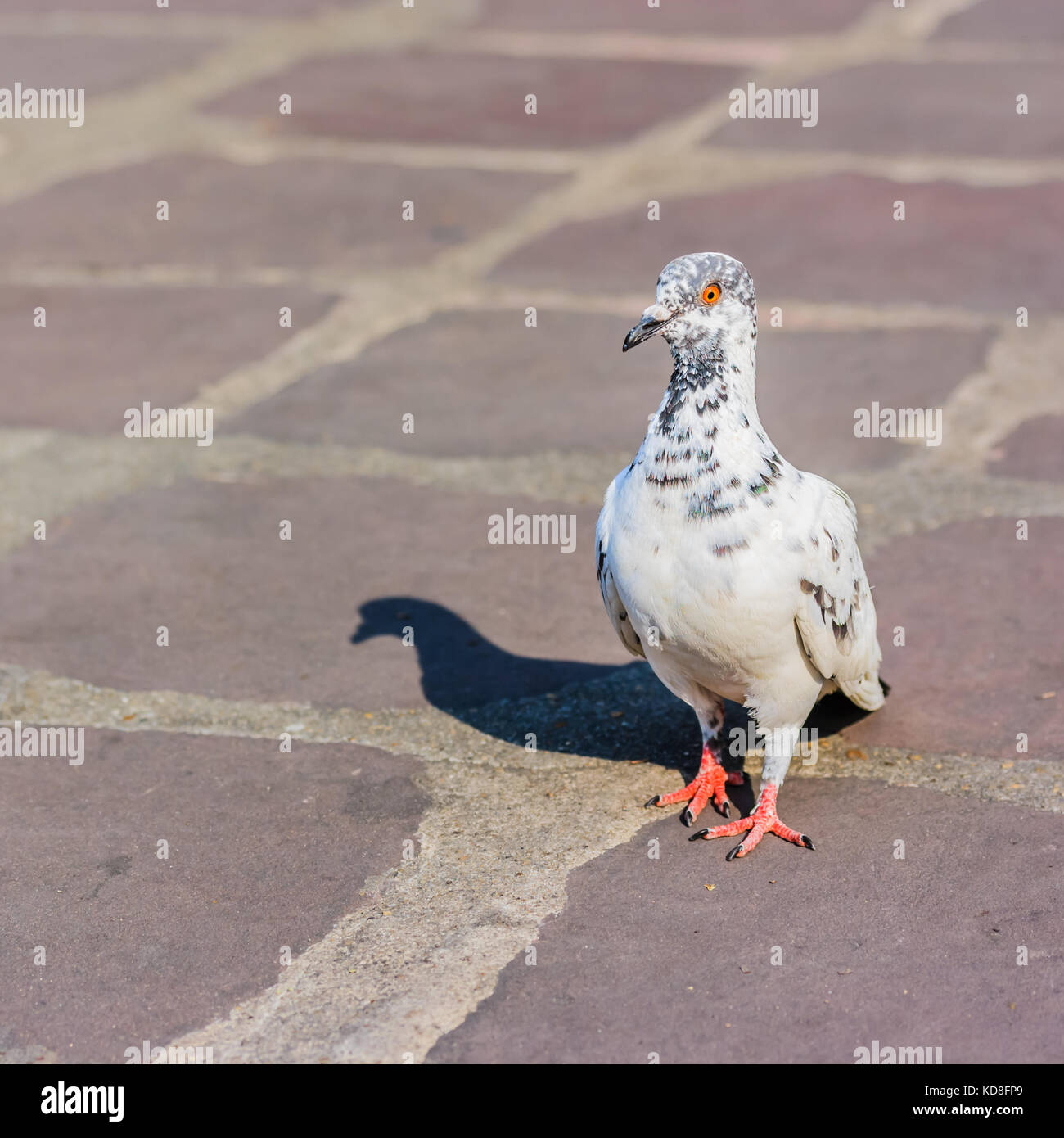 Weiße Taube mit Schatten auf dem Boden Stockfoto