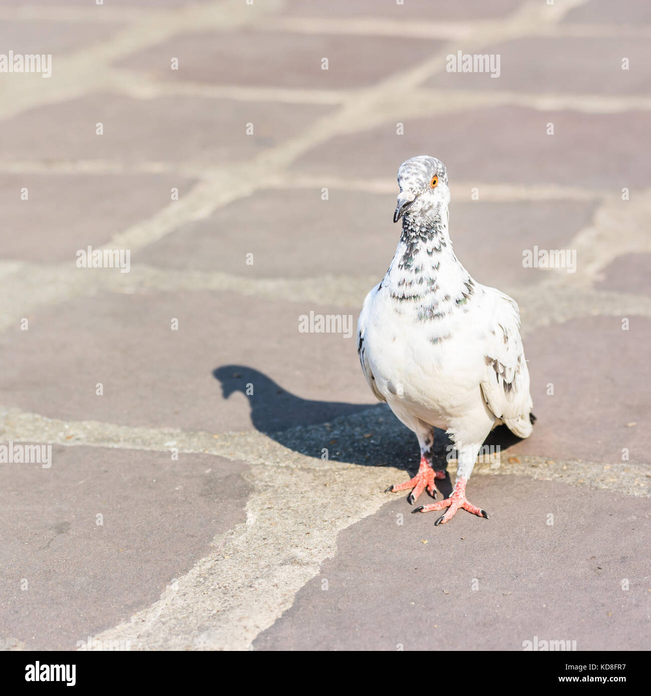 Weiße Taube mit Schatten auf dem Boden Stockfoto