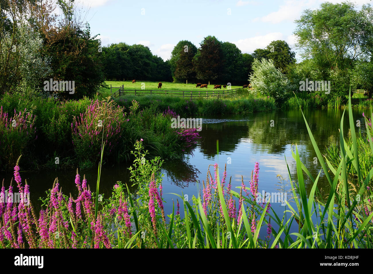 William Teich an einem Sommerabend (1) Stockfoto