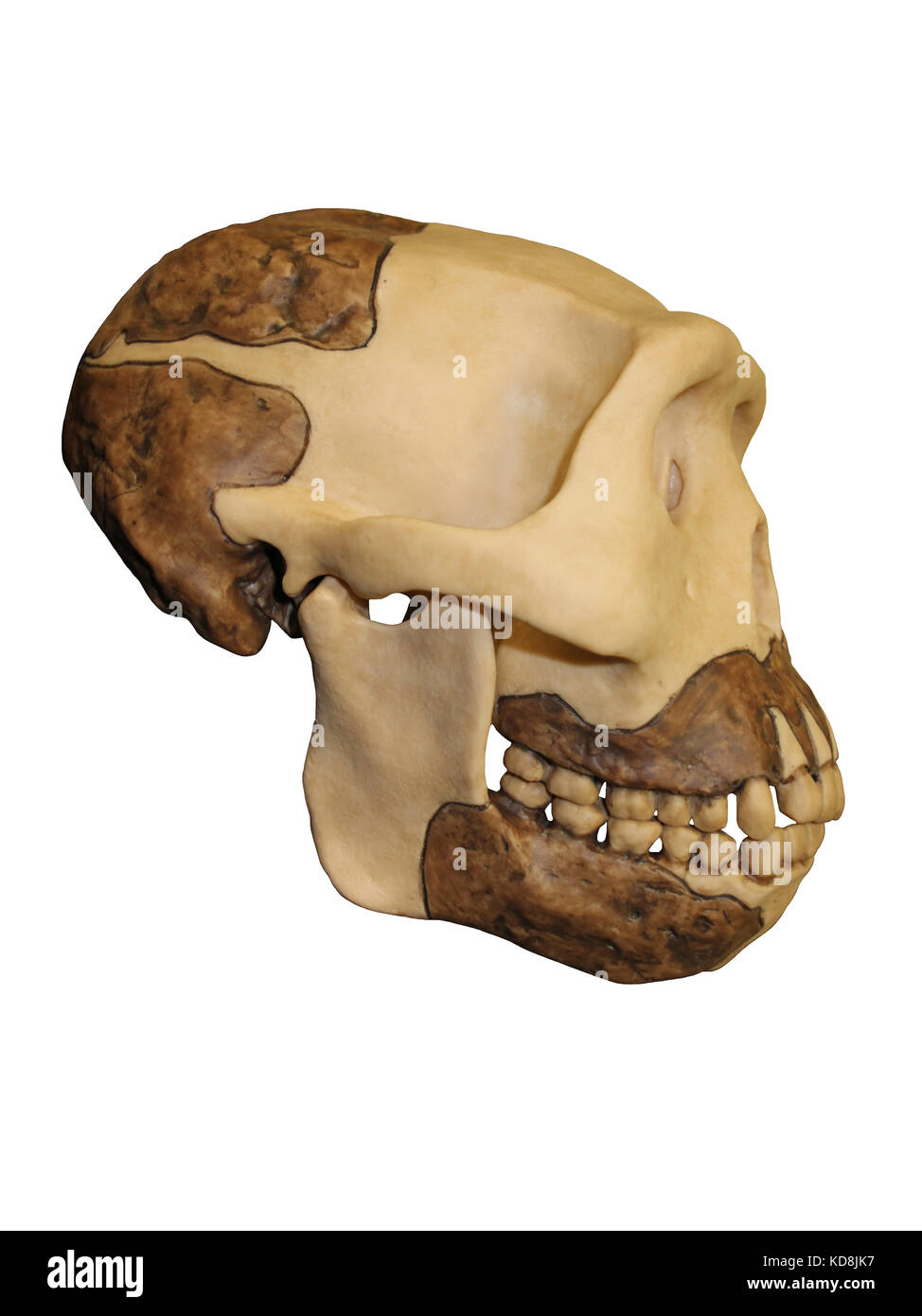 Java Mensch Homo erectus Schädel Seitenansicht Stockfoto