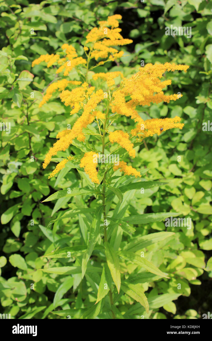 Kanadische Goldrute Solidago canadensis - eine Europäische invasiver Pflanzenarten aus Nordamerika Stockfoto