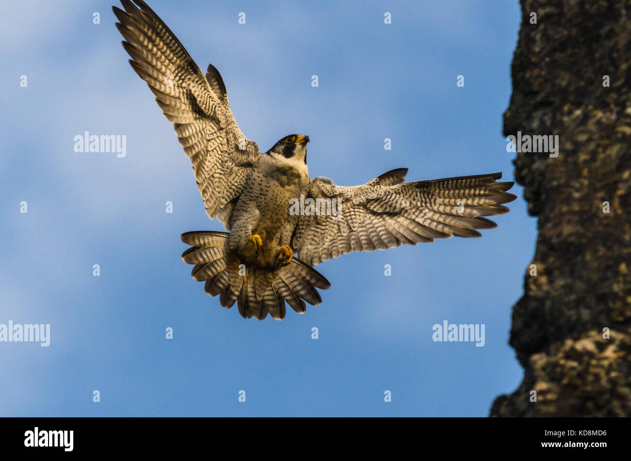 Wanderfalke über am Nest zu Land Stockfoto