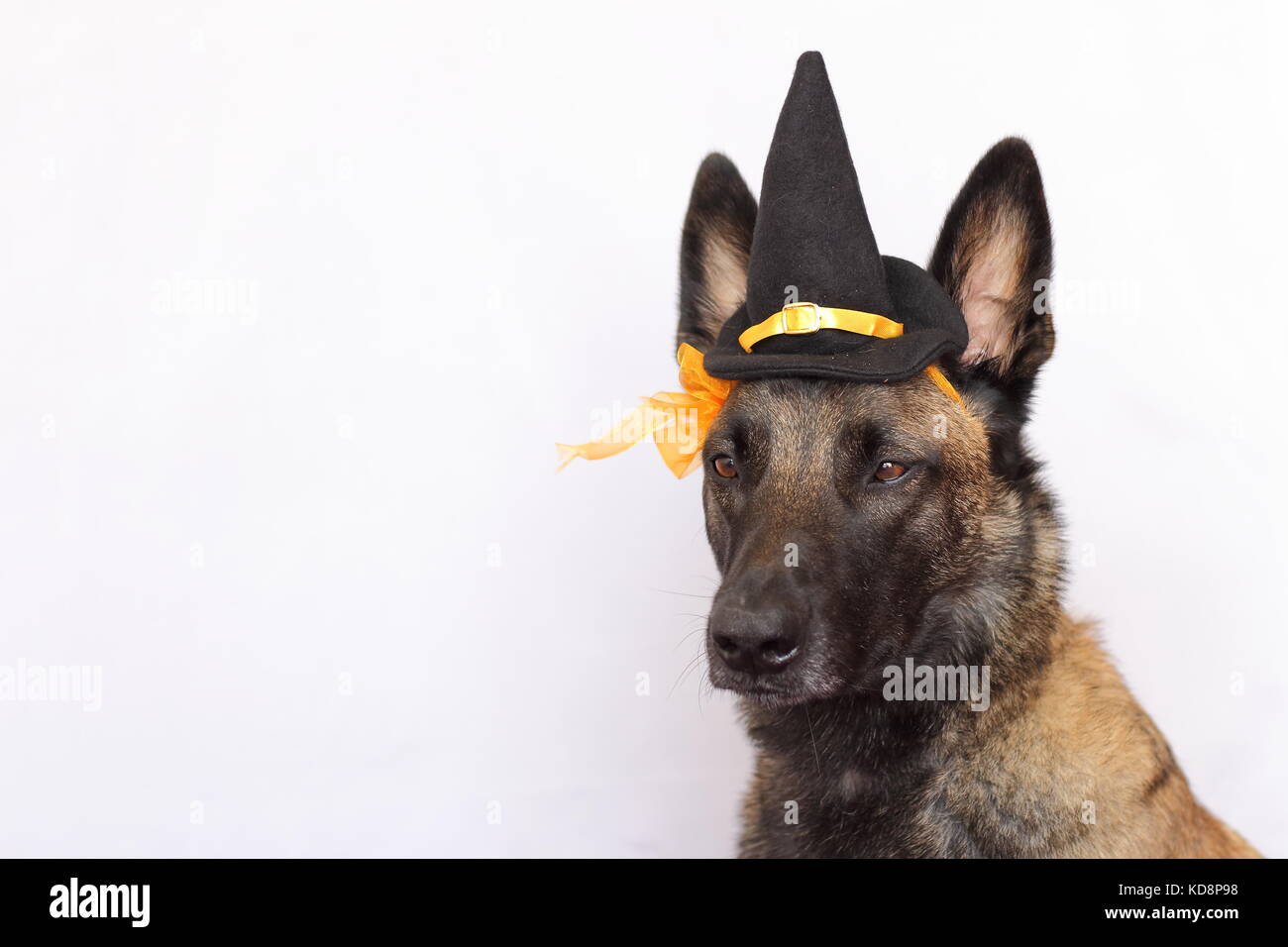Belgischer Schäferhund malinois in einem spitzen Hut und eine orange Blume für die Halloween Party mit den geraden Ohren gekleidet Stockfoto