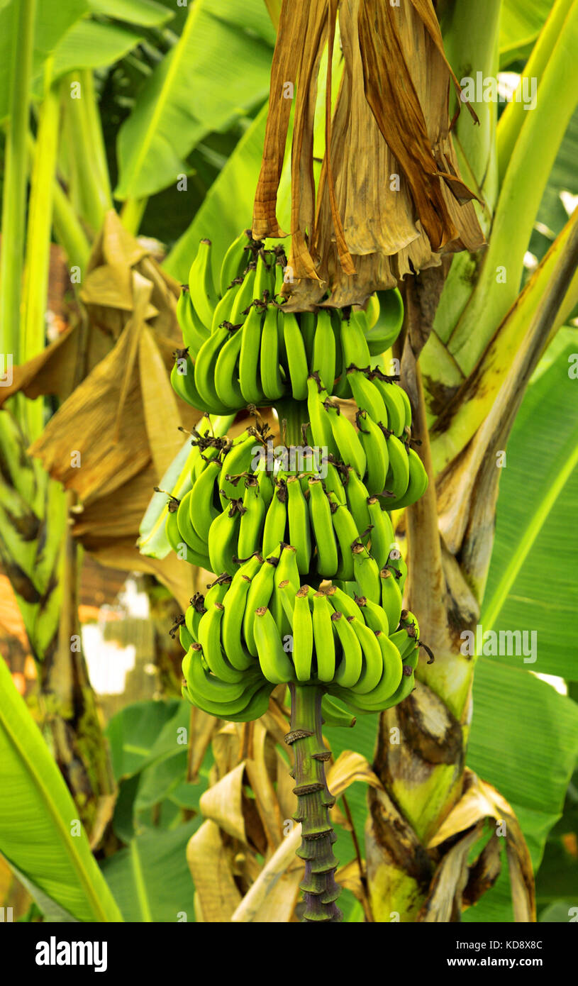 Bananenbaum mit Früchten, Bahia, Brasilien, Südamerika Stockfoto
