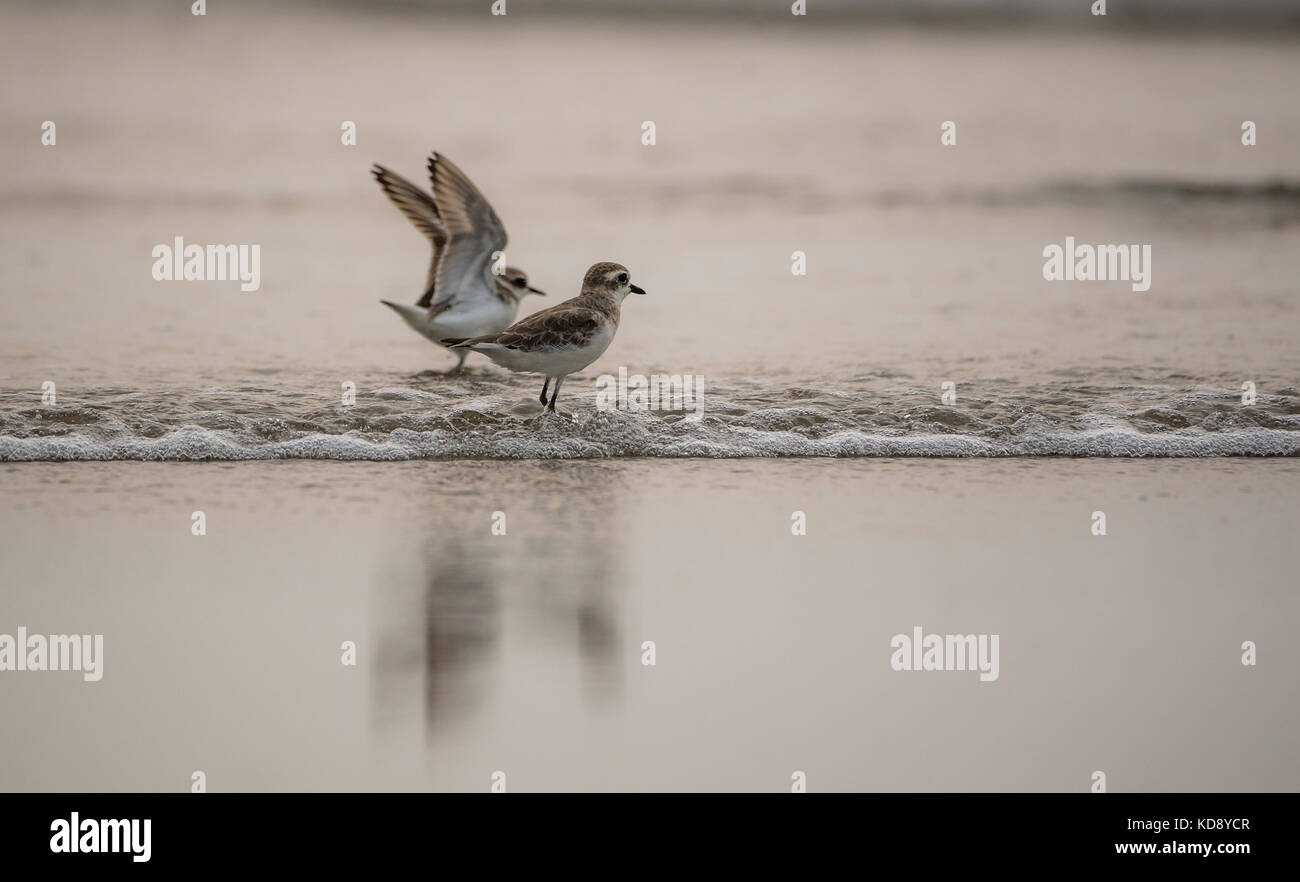 Paar plover Vögel spielen im Meer Stockfoto
