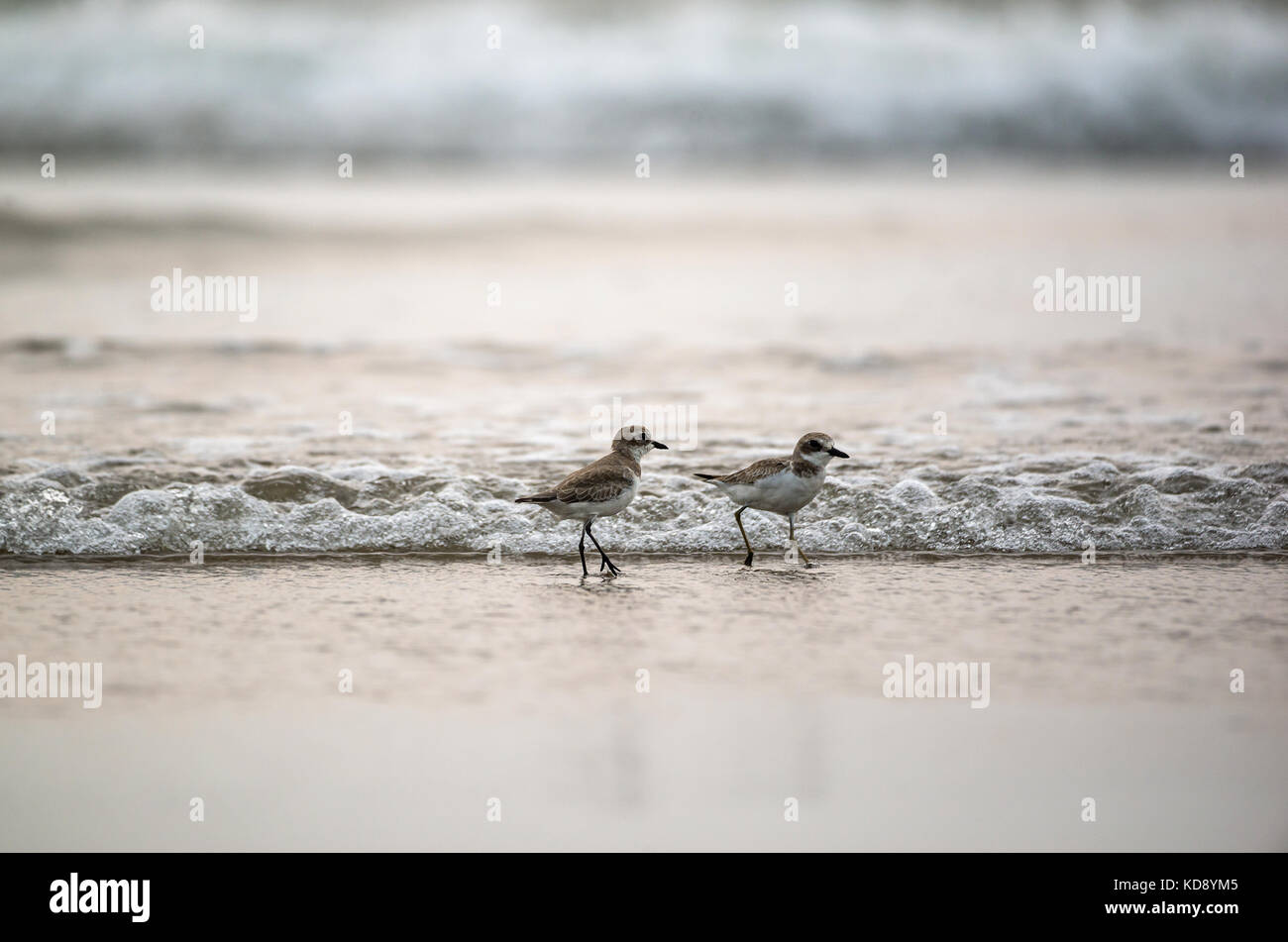 Paar plover Vögel spielen in den Strand Stockfoto