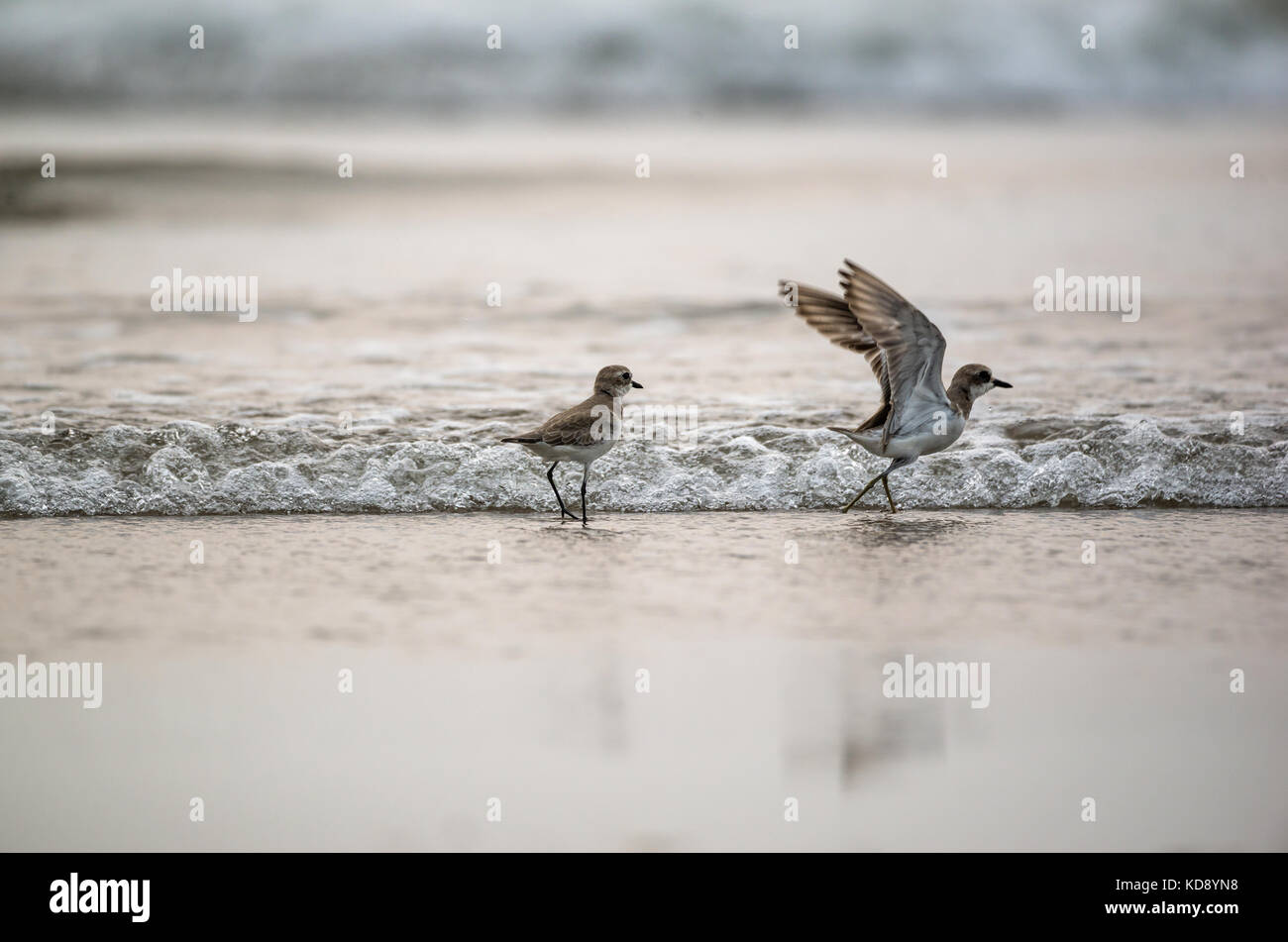 Paar plover Vögel spielen in den Strand Stockfoto