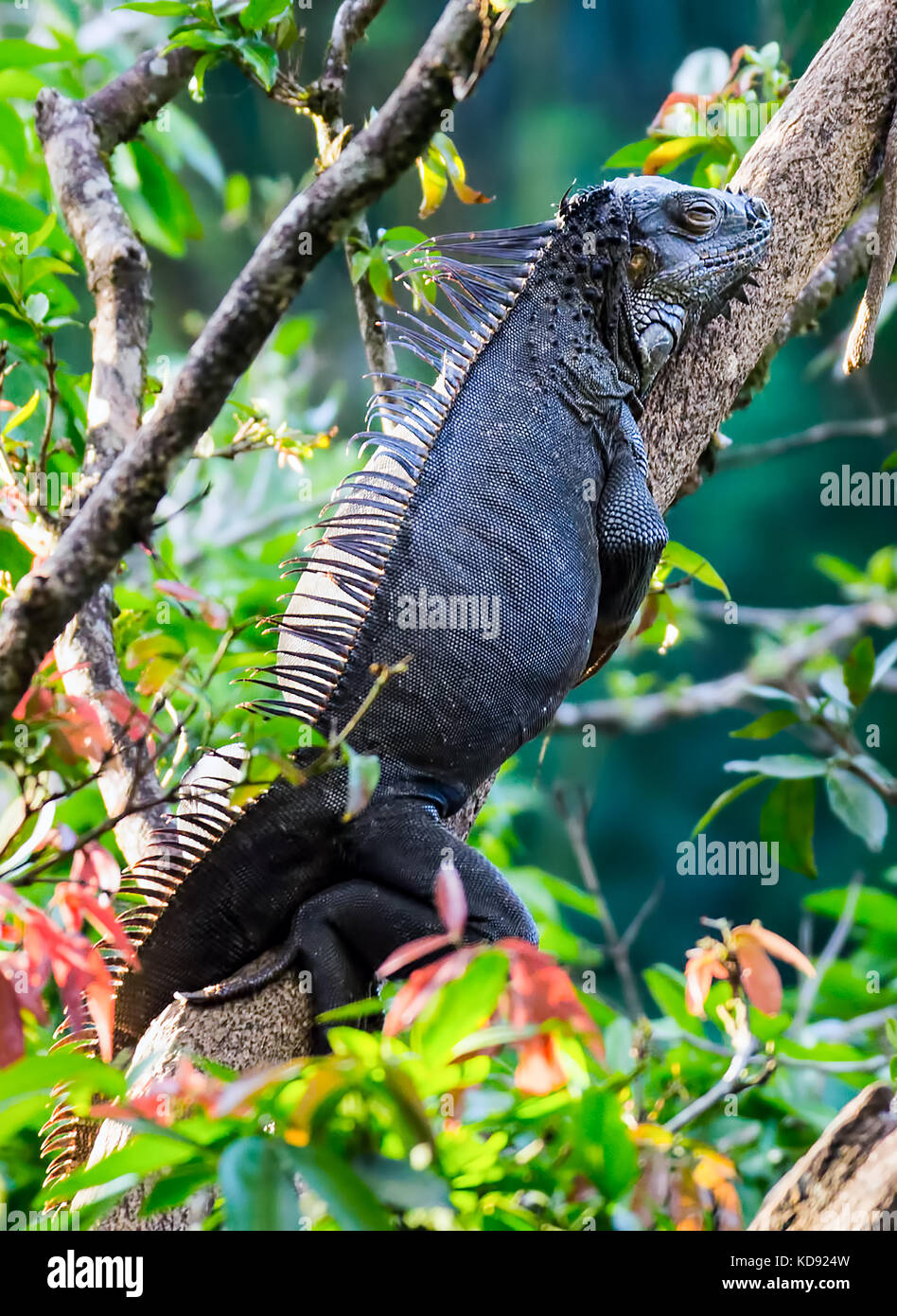 Iguana ruht in einem Baum - Muelle, Costa Rica Stockfoto