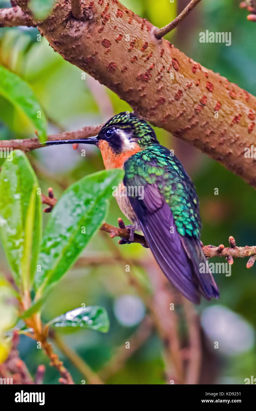 Fiery-throated hummingbird Sitzen auf einem Zweig - Alajuela, Costa Rica Stockfoto