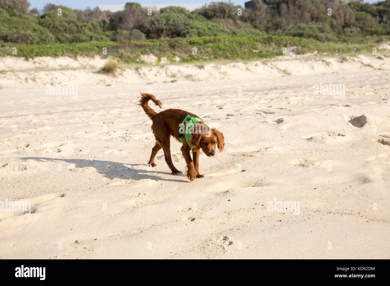 Eine cavoodle ist eine beliebte Hunderasse in Australien, hier geschossen von einem männlichen Welpen nur 6 Monate alt Roaming auf einem Strand in Australien Stockfoto