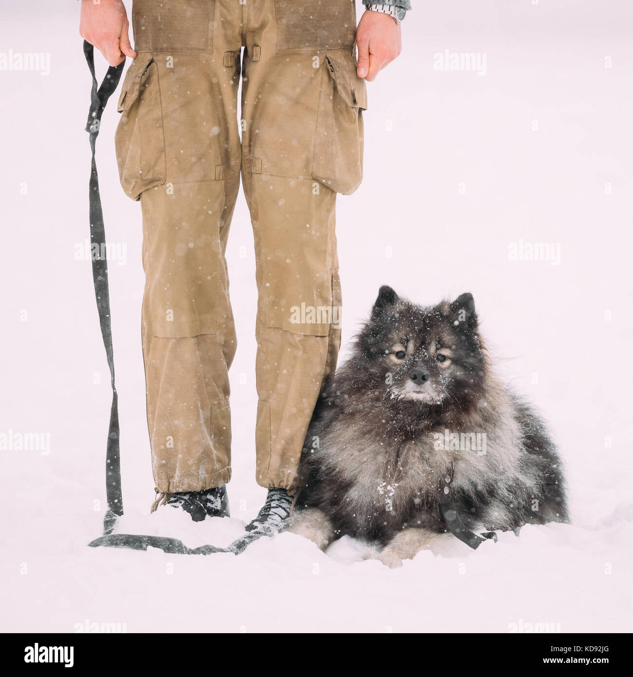 Lustige keeshond Dog sitzen in der Nähe der Eigentümer im Freien im Schnee. Wintersaison. Dog Training im Freien. Stockfoto