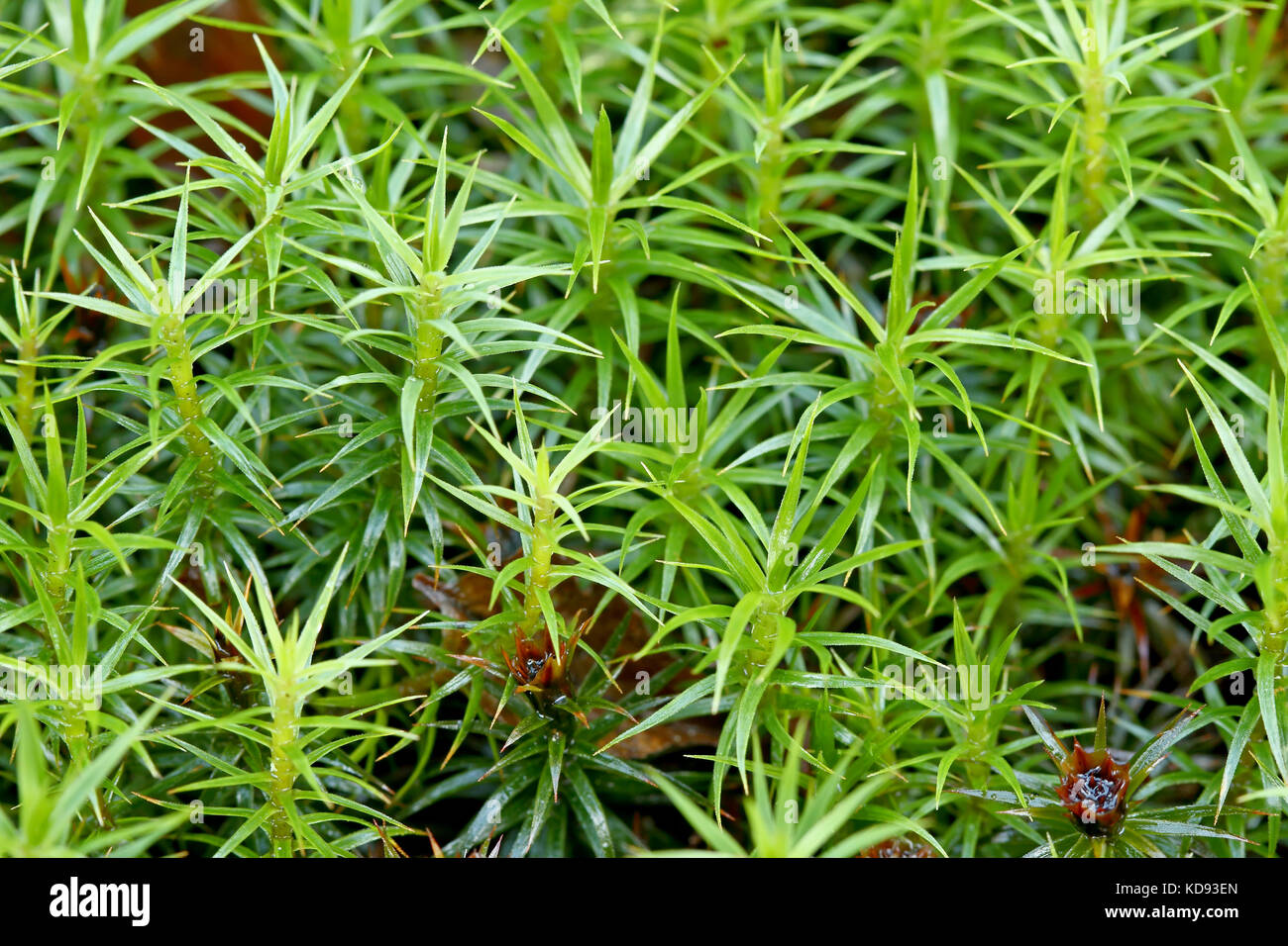 Haircap Moss (polytrichum sp) Stockfoto