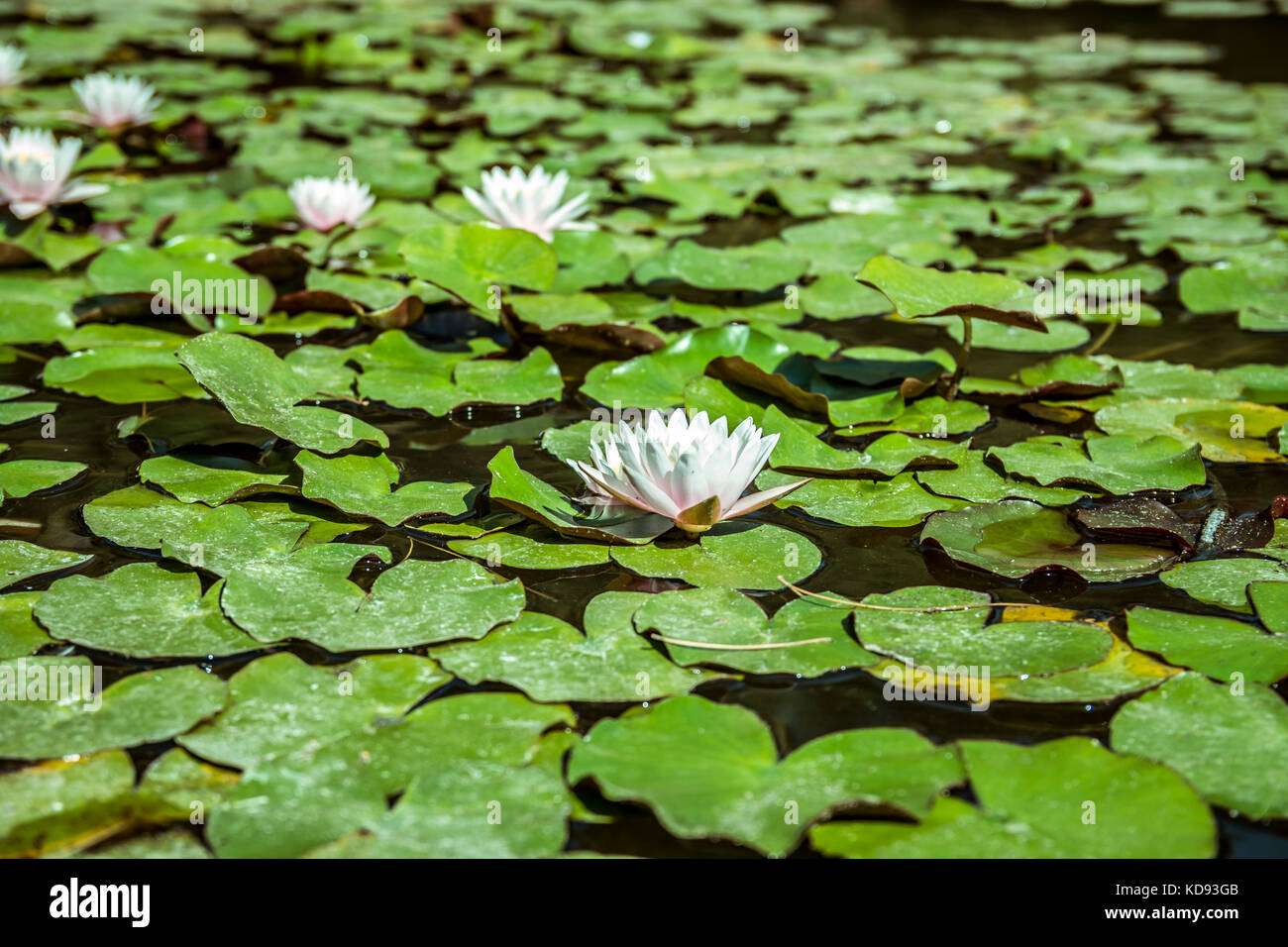 Seerosen im Teich. weiße Blumen und grüne Blätter Stockfoto