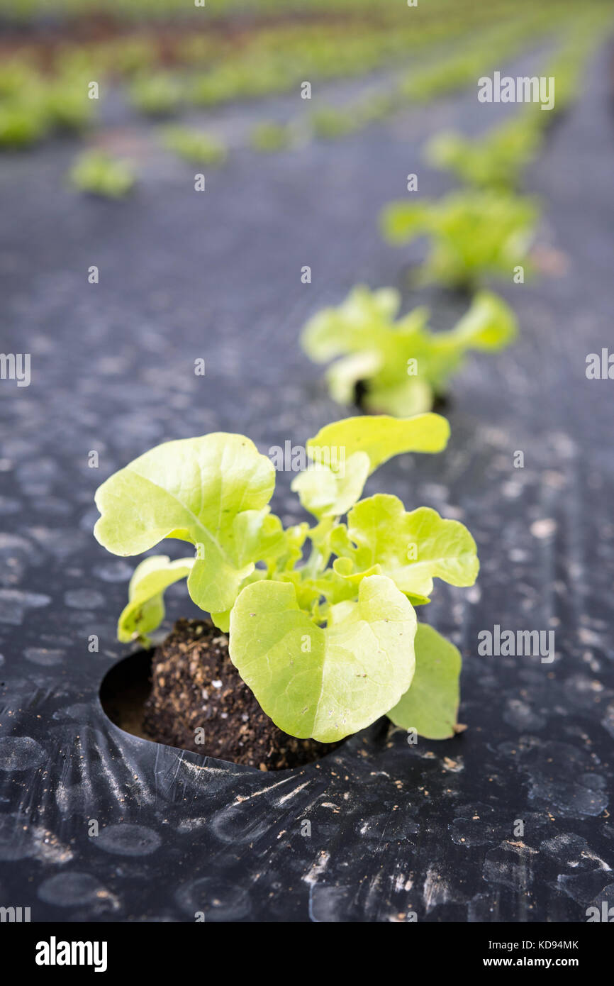 Junger grüner Blattsalat, der im Freien in Reihen im Plastikmulch wächst. Stockfoto