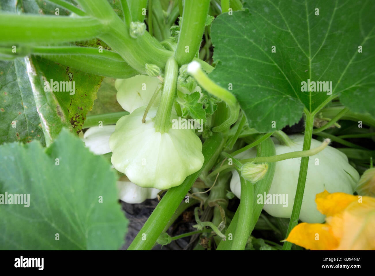 White Patty pan Squash - Cucurbita pepo in einem Gemüsegarten. Stockfoto