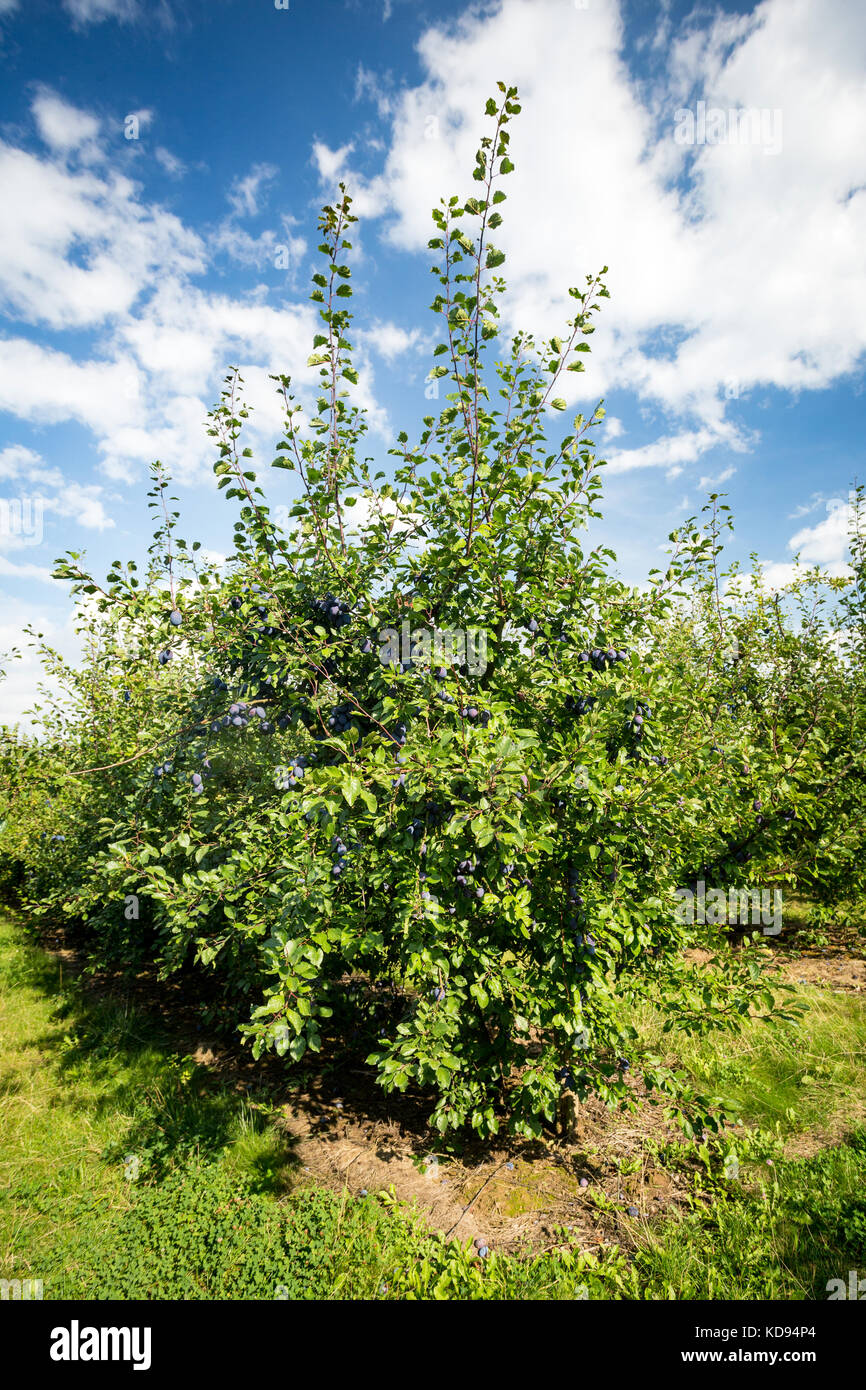 Ein Pflaumenbaum - Prunus domestica oder Europäische Pflaume - voller reifer Früchte. Stockfoto