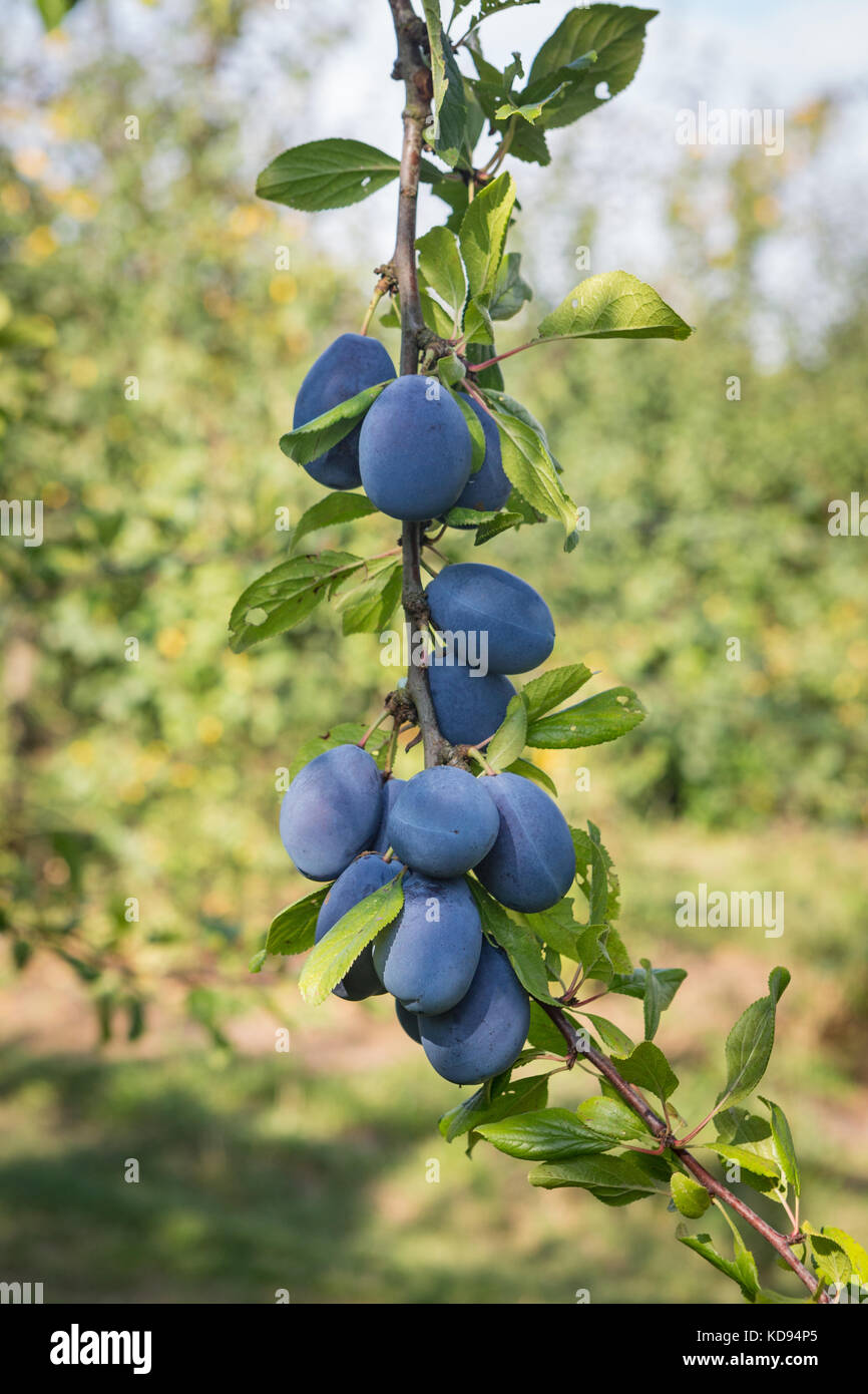 European plum prunus domestica fruits -Fotos und -Bildmaterial in hoher ...