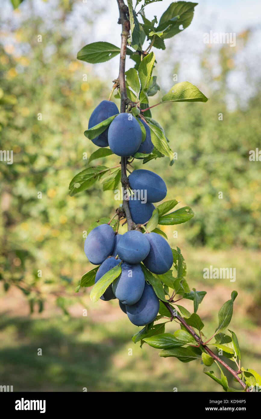 Eine Gruppe reifer Pflaumen - Prunus domestica oder Europäische Pflaume - hängend, bereit für die Ernte. Stockfoto