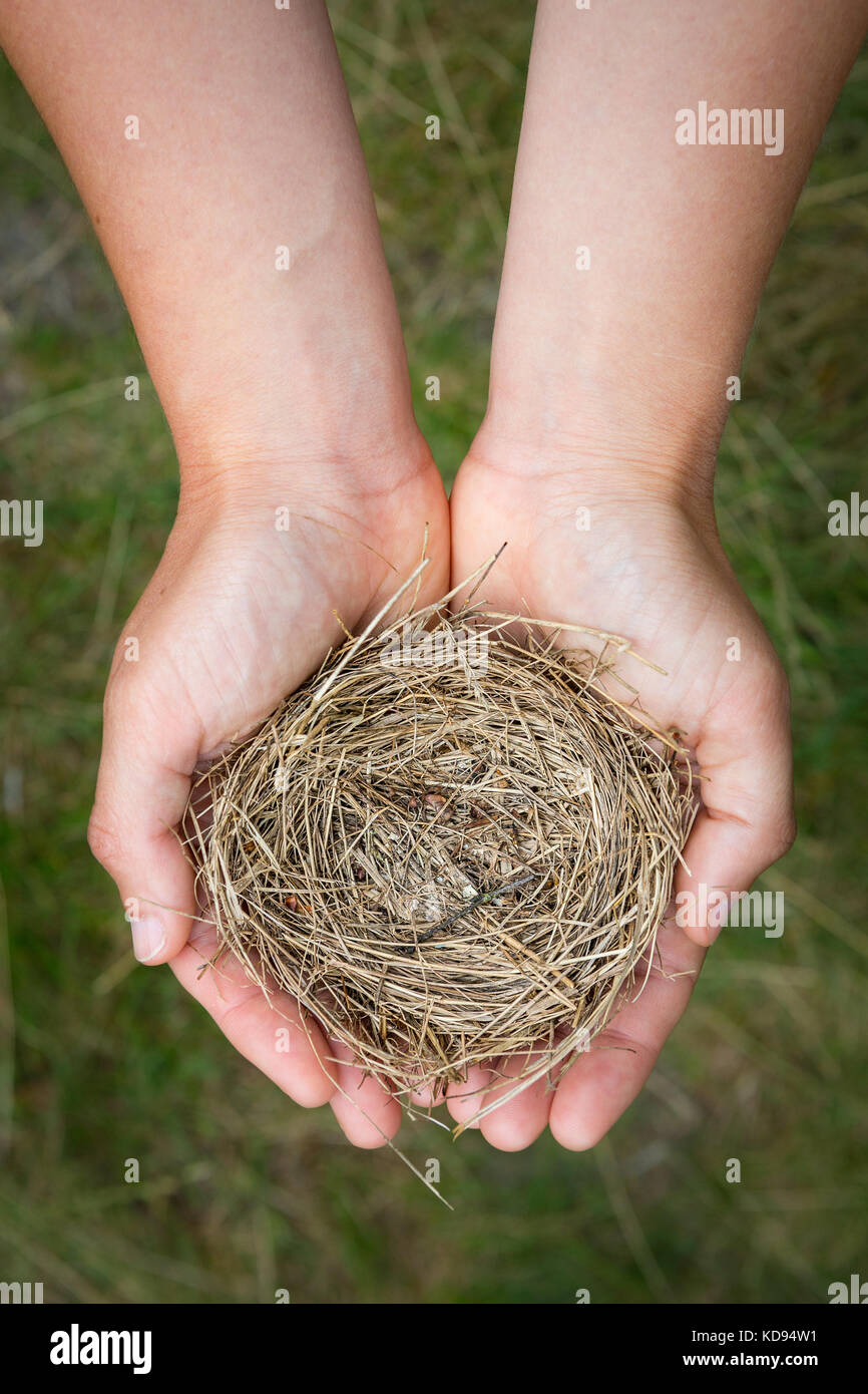 Weibliche Hände halten einen zerbrechlichen leer Bird's Nest, von oben mit einem grünen Gras Hintergrund gesehen. Stockfoto
