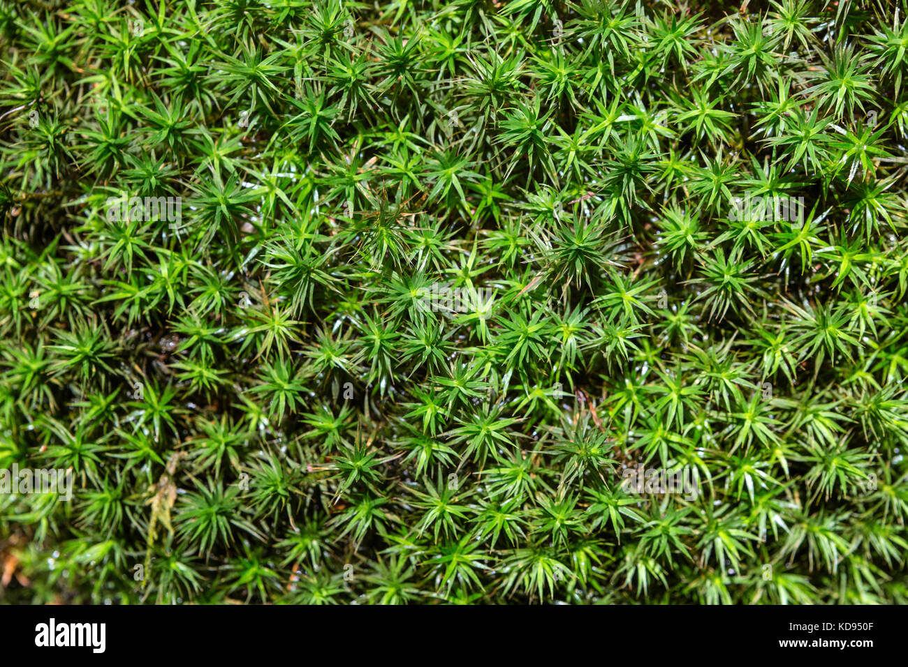 Draufsicht auf gemeine Haarmütze, großes goldenes Mädchenhaar, große goldilocks, gemeine Haarmütze Moos oder gemeines Haarmoos - Polytrichum commune. Stockfoto