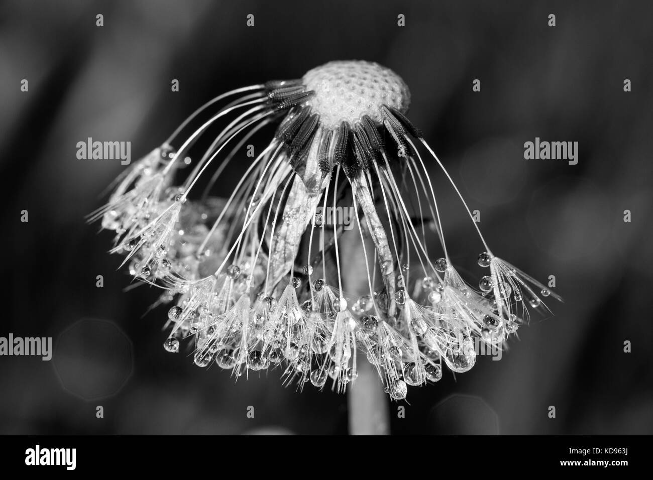 Nahaufnahme der Löwenzahn mit Wassertropfen Stockfoto