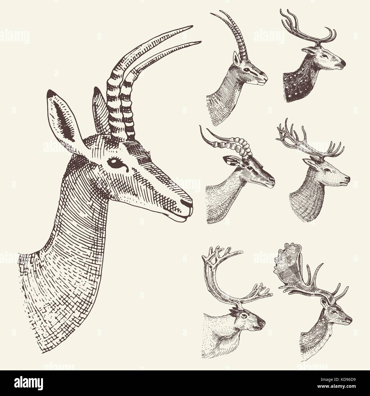 malvorlage damwild Coloring and Malvorlagan malvorlage damwild Coloring and Malvorlagan