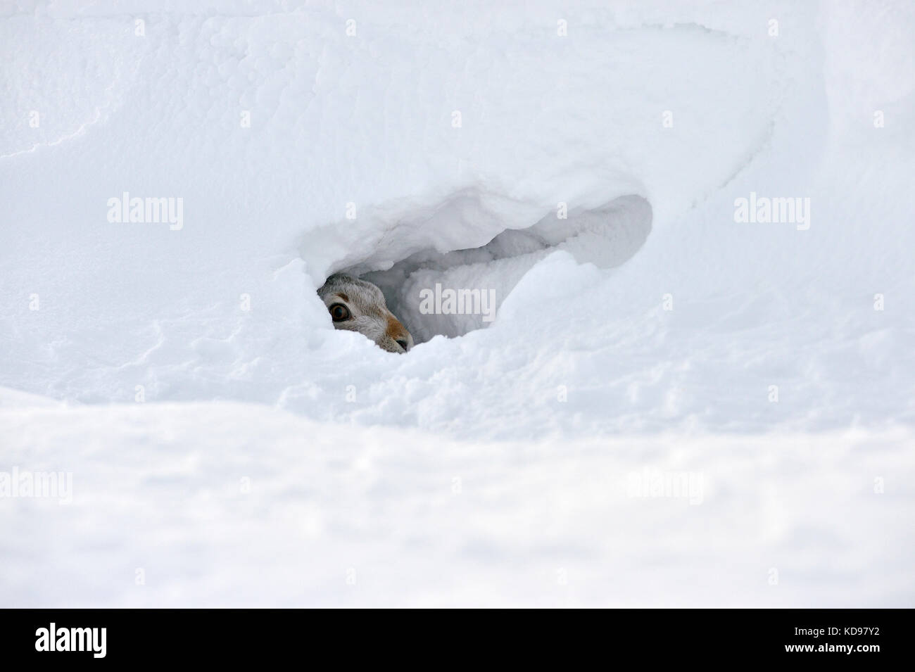 Schneehase (Lepus timidus) Großbritannien Stockfoto