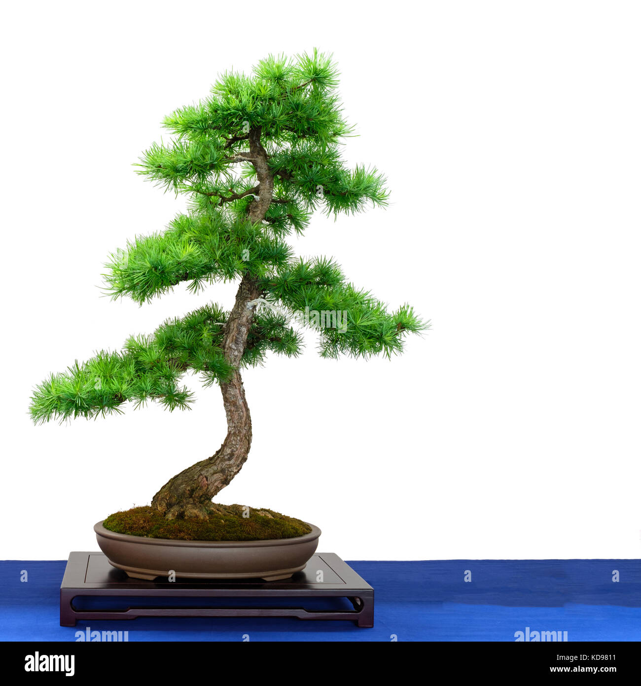 Conifer Europäische Lärche (Larix decidua) als Bonsai Baum Weiß isoliert Stockfoto