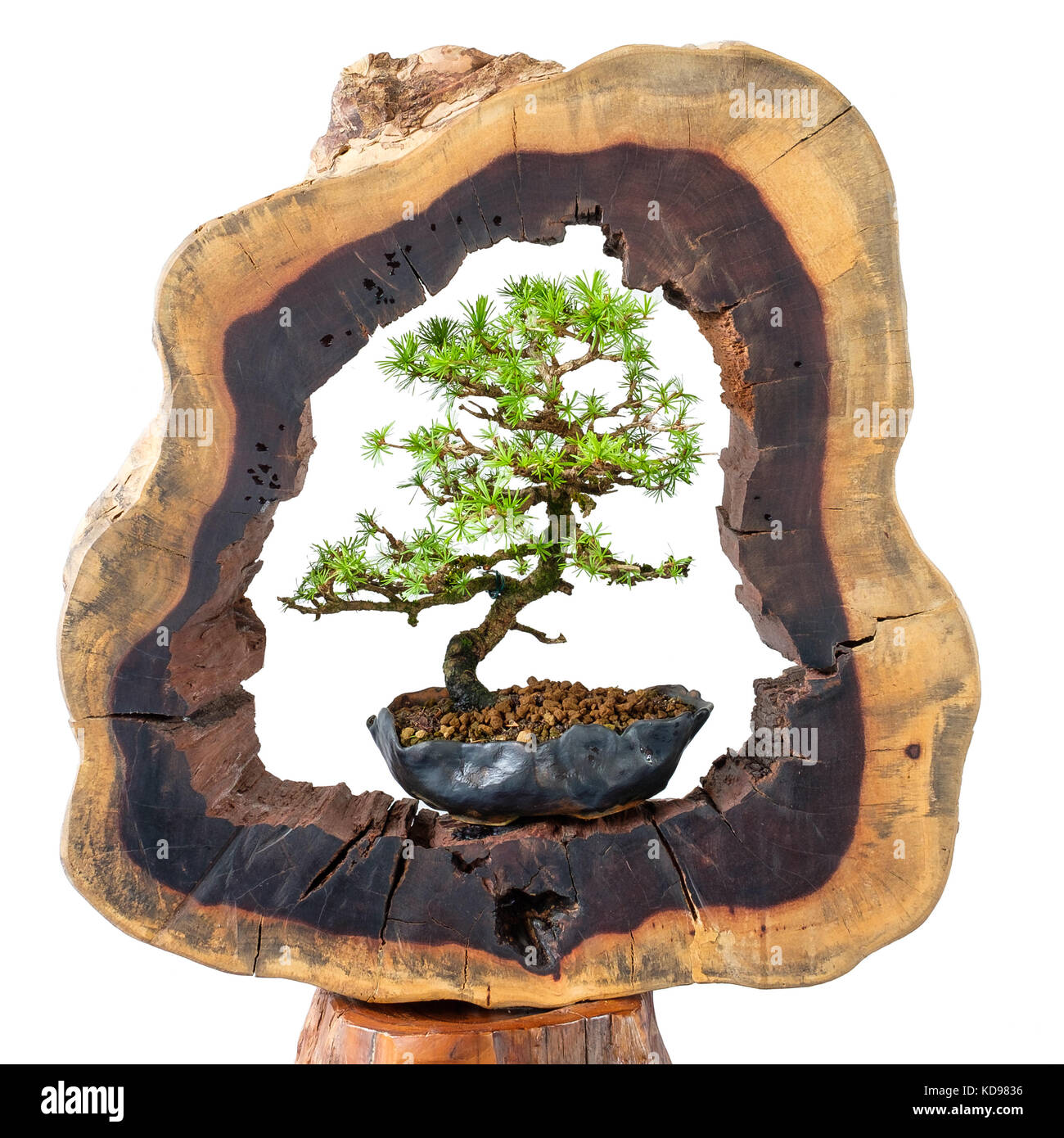 Jung und Alt Bonsai Baum im Vergleich zwischen den alten und jungen larix Tree Trunk Stockfoto