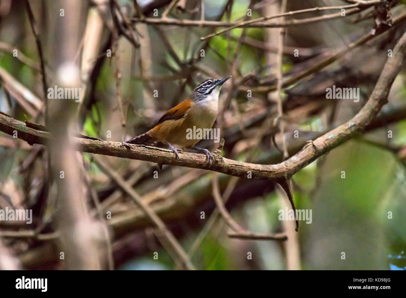 "Garrinchão-pai-avô (pheugopedius Genibarbis) fotografado em Linhares, Espírito Santo Nordeste do Brasil. b... Mata Atlântica. registro feito em 20. Stockfoto