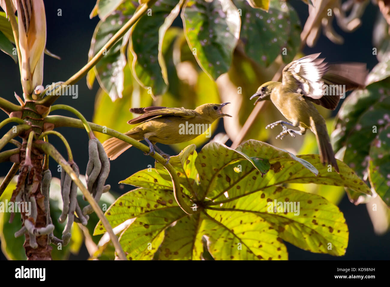 'Sanhaçu-do-coqueiro (Tangara palmarum) fotografado em Domingos Martins, Espírito Santo - Sudeste do Brasil. Bioma Mata Atlântica. Registrierung Stockfoto