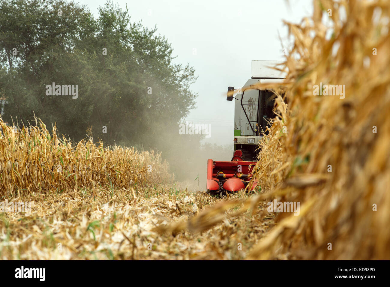 Mais Mais Ernte, Mähdrescher arbeiten an reifen Mais Getreidefeld, selektiver Fokus Stockfoto