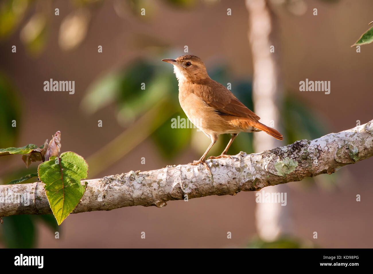 "João de Barro (furnarius Rufus) fotografado em Domingos Martins, Espírito Santo Nordeste do Brasil. b... Mata Atlântica. registro feito em 2013. Stockfoto