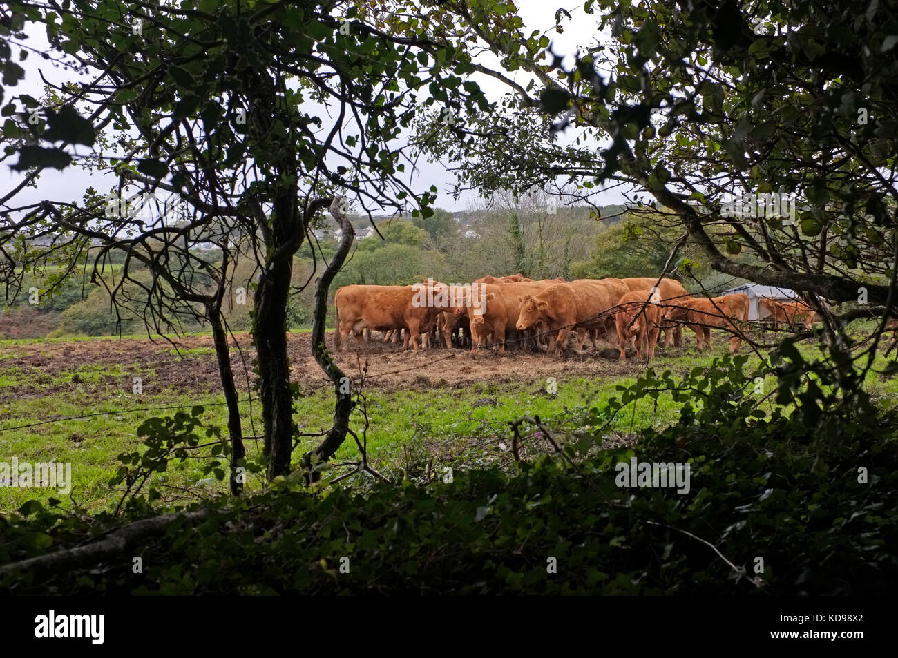 Fütterung South Devon Kühe in einem Feld in Cornwall. Stockfoto