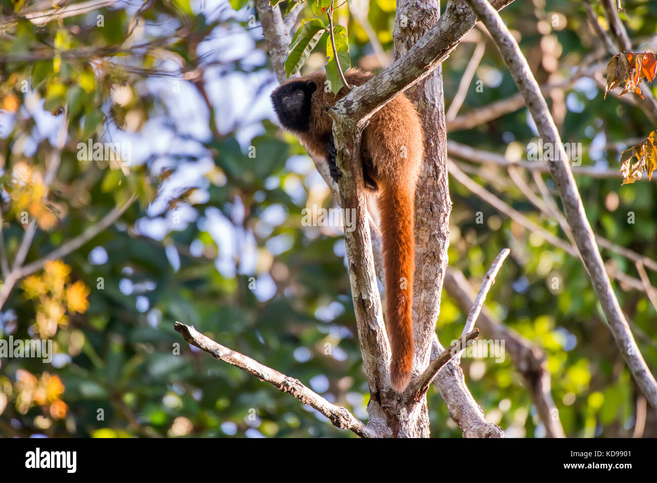 Guigo (Callicebus personatus) fotografado na Reserva Biológica de Sooretama em Linhares, Espírito Santo, Brasilien. Registro feito em 2013 ENGLISCH: M Stockfoto