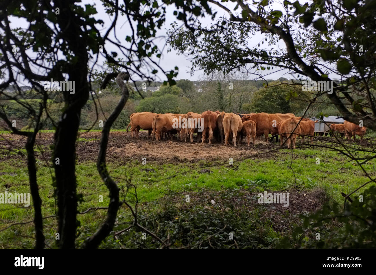 Fütterung South Devon Kühe in einem Feld in Cornwall. Stockfoto