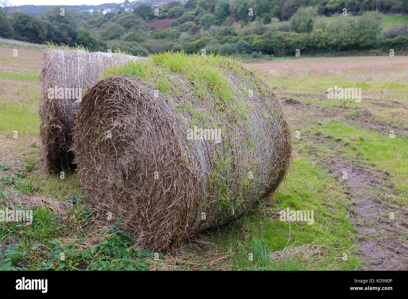 Hay mit Gras wächst. Stockfoto