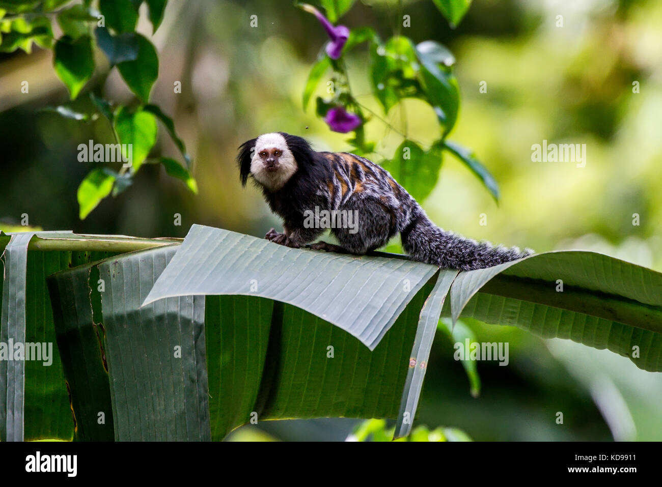 Sagui-de-cara-branca (Callithrix geoffroyi) fotografado na Reserva Biológica de Sooretama em Linhares, Espírito Santo, Brasilien. Registrierung für 2013 Stockfoto