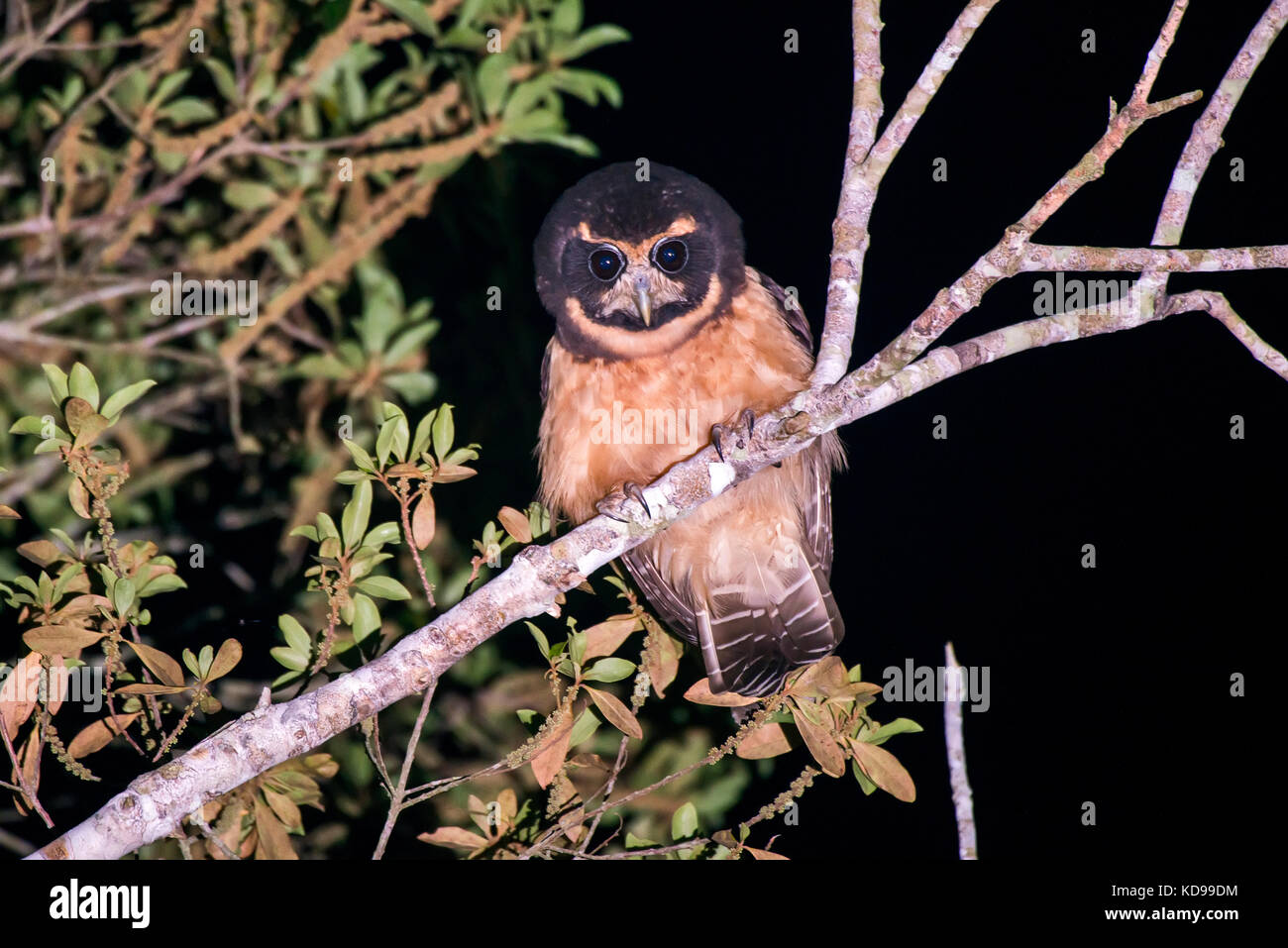 'Murucututu-de-barriga-amarela (Pulsatrix koeniswaldiana) fotografado em Linhares, Espírito Santo - Sudeste do Brasil. Bioma Mata Atlântica. Registrierung Stockfoto