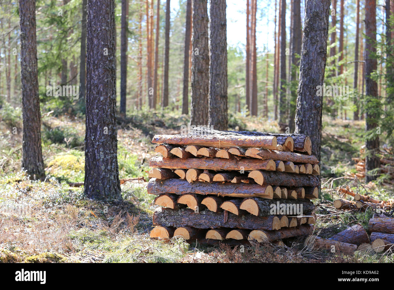 Stapel ordentlich gestapelt Kiefer Brennholz im Wald. seichte dof, Bokeh Effekt in den Wald. Stockfoto