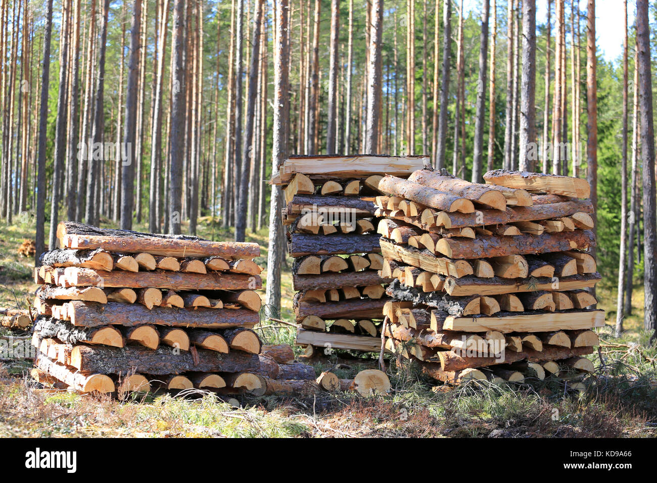 Drei ordentliche Stapel von gehackt und halbiert Kiefer für Brennholz im Frühjahr Wald an einem schönen Tag. Stockfoto