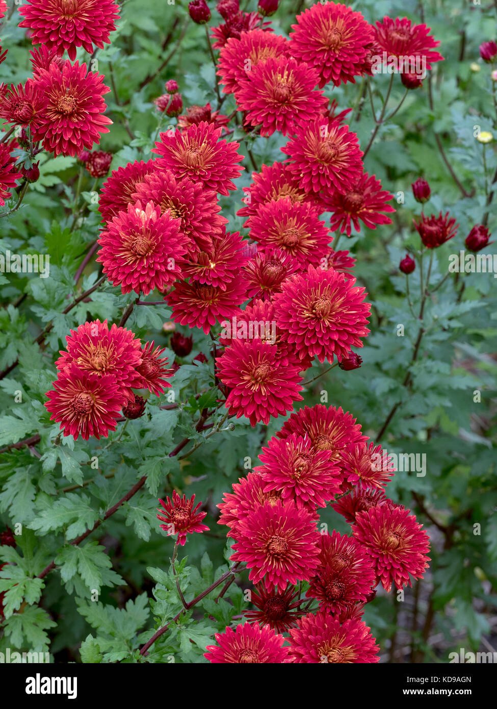 Chrysanthemum 'Brennpunkt' Stockfoto